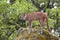 Mountain lion on lichen covered rocks with green trees