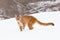 Mountain lion with long tail
