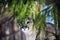 mountain lion looking at camera while hiding behind brush. Portrait of a cougar, mountain lion, puma, panther