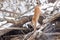 Mountain lion looking in log jam for prey