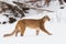 Mountain lion making stroll in wintertime