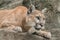 Mountain Lion Portrait