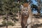 Mountain Lion portrait, also called cougar, panther or Puma in pine meadow of Colorado