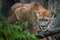 Mountain lion; puma