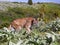 Mountain Lion Puma concolor cougar wild wildlife cat animal stalking