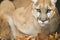 Mountain Lion (Puma concolor) Portrait