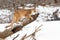 Mountain lion resting on tree