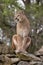 Mountain Lion on rocks