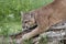 Mountain Lion Sharpening His Claws