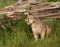 Mountain Lion Snarling