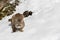 Mountain Lion In The Snow