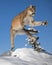 Mountain Lion in the Snow