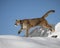 Mountain Lion in the Snow