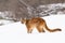 Mountain lion on snowy ridge