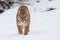 Mountain lion stalking in snow