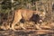 Mountain lion stalking whitetail buck