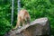 Mountain Lion standing on a large rock.