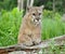 Mountain Lion stares at attention.