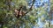 Mountain Lion in tree