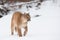 Mountain lion walking along snowy river