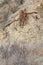 Mountain lion walking down steep ravine