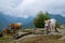 Mountain livestock farming. Cows and calves.