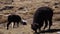 Mountain llama from Cordillera Real, Andes, Bolivia