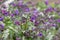 Mountain Lungwort Pulmonaria montana, bluish-purple inflorescence
