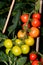 Mountain Magic variety of Tomatoes ripening on the vine, UK.