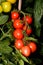 Mountain Magic variety of Tomatoes ripening on the vine, UK.