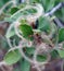 Mountain mahogany