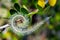 Mountain Mahogany, cercocarpus ledifolius, Yosemite