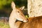 Mountain mammal deer national park abruzzo italy