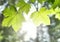 Mountain maple tree with selective focus