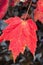 Mountain Maple â€“ Acer spicatum