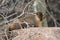 A mountain marmot