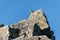 mountain marmot sitting on a stone in the Romanian carpathian mountains in the retazat mountains