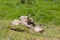 Mountain marmot on top of a stone with grass around