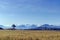 Mountain Meadow Bliss: A Field of Plants in Haouaria, Tunisia