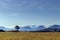 Mountain Meadow Bliss: A Field of Plants in Haouaria, Tunisia