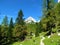 Mountain meadow and a coniferous spruce and larch forest