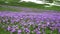 Mountain meadow covered with crocus flowers during early spring