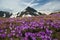 Mountain meadow with crocus