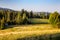 Mountain meadow with flock of sheep grazing, pine trees and spruces in polish town of Zakopane, Tatra Mountains, Poland, autumn