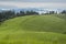 Mountain meadow with green grass, trails and forest