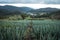 Mountain meadow Highland agriculture at Southeast Asia In the evening in the rainy season