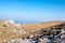 A mountain meadow, Puchberg am Schneeberg, Austria