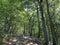 Mountain mixed forest in Risnjak National Park, Crni Lug - Croatia / Goranska mijeÅ¡ana Å¡uma u nacionalnom parku Risnjak