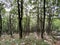 Mountain mixed forest in Risnjak National Park, Crni Lug - Croatia / Goranska mijeÅ¡ana Å¡uma u nacionalnom parku Risnjak