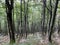 Mountain mixed forest in Risnjak National Park, Crni Lug - Croatia / Goranska mijeÅ¡ana Å¡uma u nacionalnom parku Risnjak